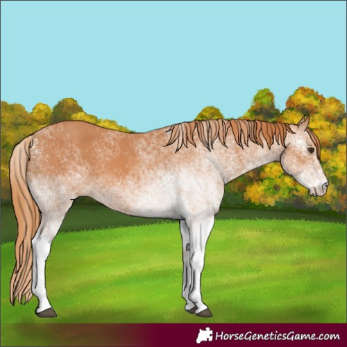 Horse Color:White Spotted Chestnut 