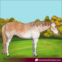 Horse Color:White Spotted Chestnut 