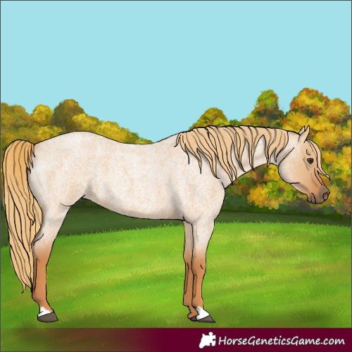 Horse Color:Red Dun Roan 