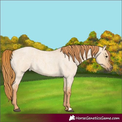 Horse Color:Red Dun Roan 