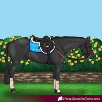 Horse Color:Black 