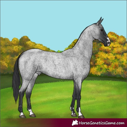 Horse Color:Blue Roan