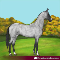 Horse Color:Blue Roan 