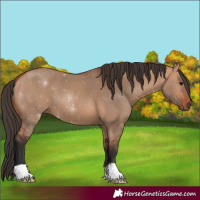 Horse Color:Bay Dun