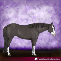 Horse Color:Smoky Black Splash 