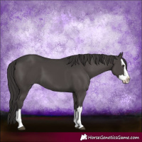 Horse Color:Smoky Black Splash