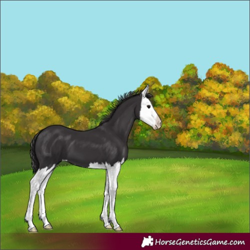 Horse Color:Smoky Black Splash 