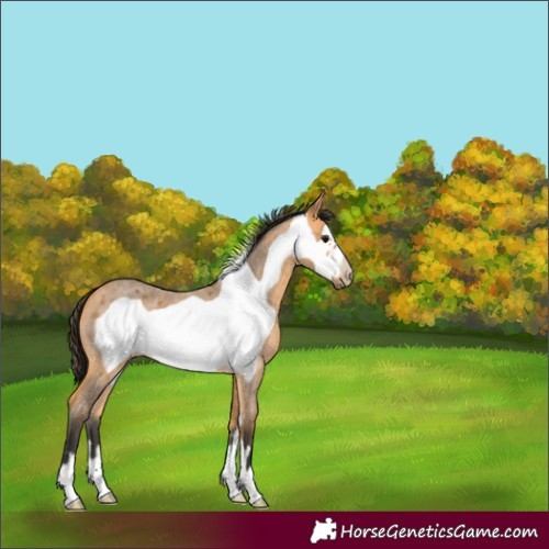 Horse Color:Buckskin Roan Frame 