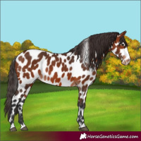 Horse Color:Bay Appaloosa 