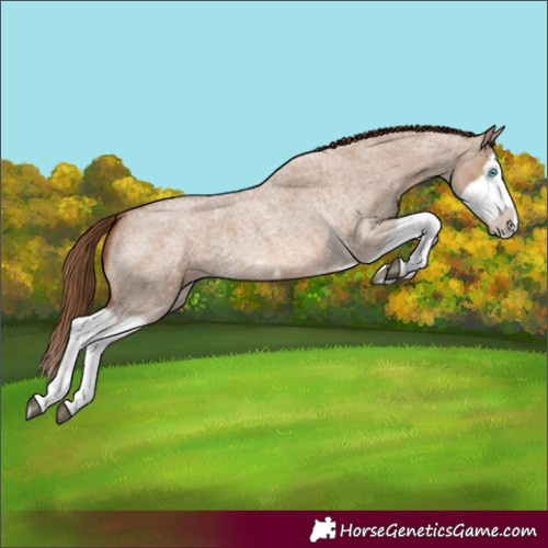 Horse Color:Red Dun Roan Splash Frame Rabicano 