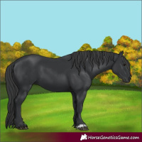 Horse Color:Black 