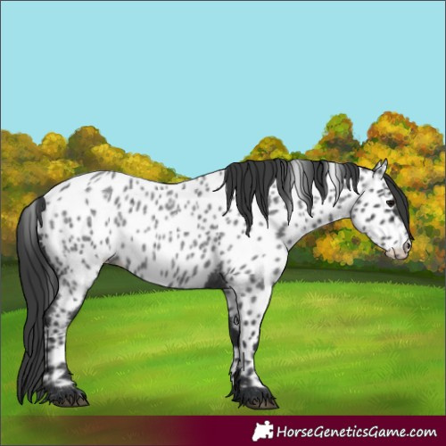 Horse Color:Blue Roan Appaloosa 