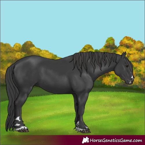 Horse Color:Black 