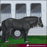 Horse Color:Black 