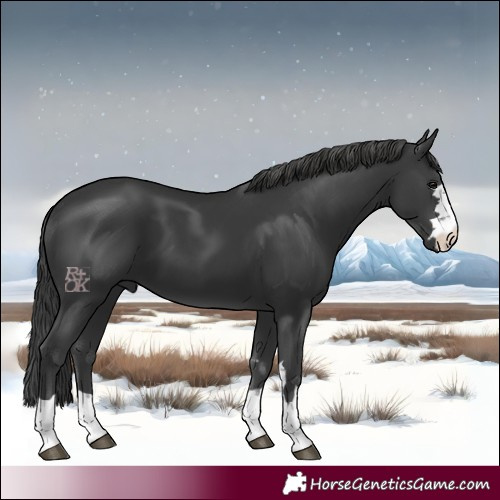 Horse Color:Black 