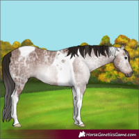 Horse Color:Gray Bay Ice Tobiano