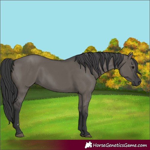 Horse Color:Grullo 