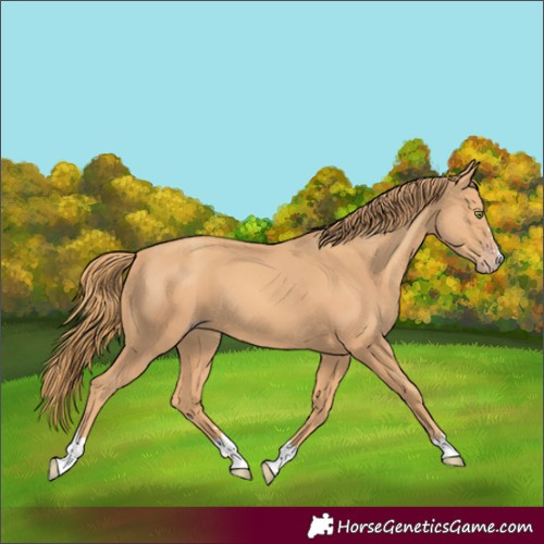 Horse Color:Gold Champagne