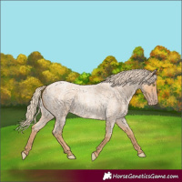 Horse Color:Gold Champagne Roan 