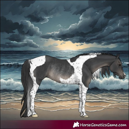 Horse Color:Black Tobiano Rabicano 