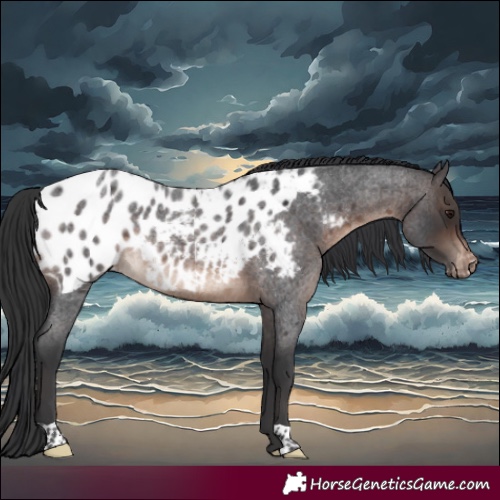 Horse Color:Brown Roan Near Leopard Rabicano 