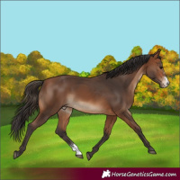 Horse Color:Bay Sabino Rabicano