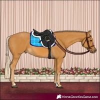 Horse Color:Palomino 
