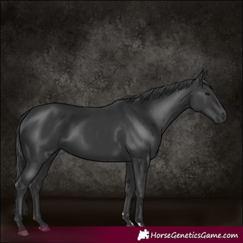 Horse Color:Black 