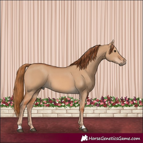 Horse Color:Red Dun 