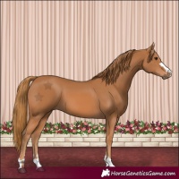 Horse Color:Chestnut 