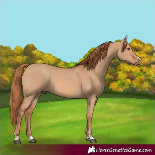 Horse Color:Red Dun 