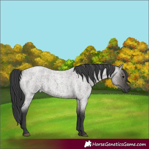 Horse Color:Grullo Roan 