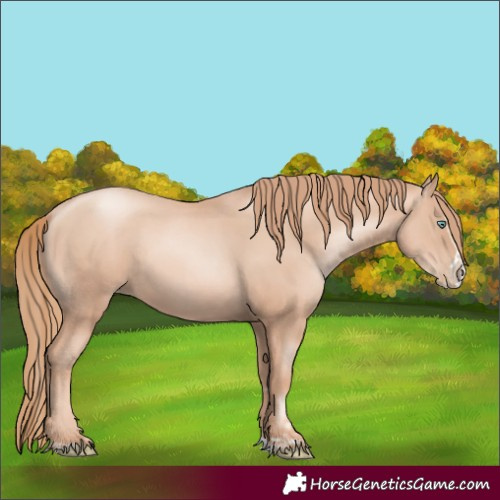 Horse Color:Gold Champagne Pearl Rabicano and Gold Champagne Pearl Splash Rabicano