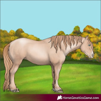 Horse Color:Gold Champagne Pearl Rabicano  and Gold Champagne Pearl Splash Rabicano 