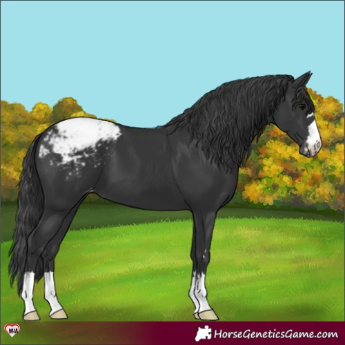 Horse Color:Black Appaloosa 