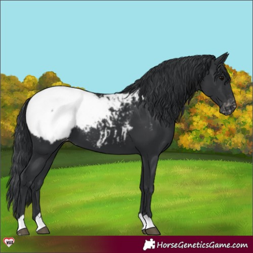 Horse Color:Black Appaloosa 
