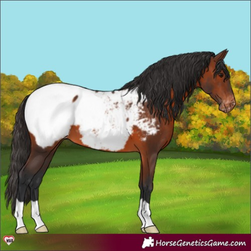 Horse Color:Brown Appaloosa 