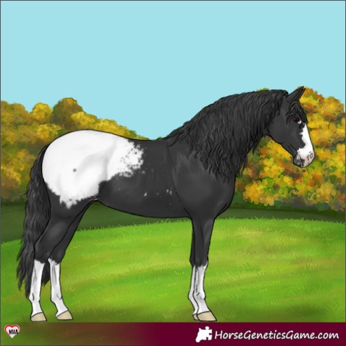 Horse Color:Black Appaloosa 
