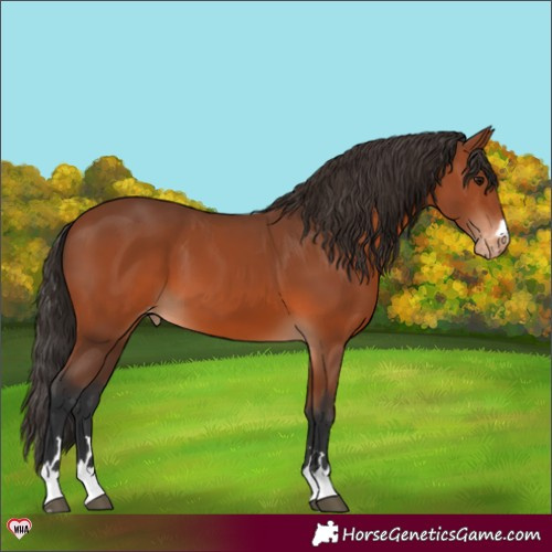 Horse Color:Bay Appaloosa 