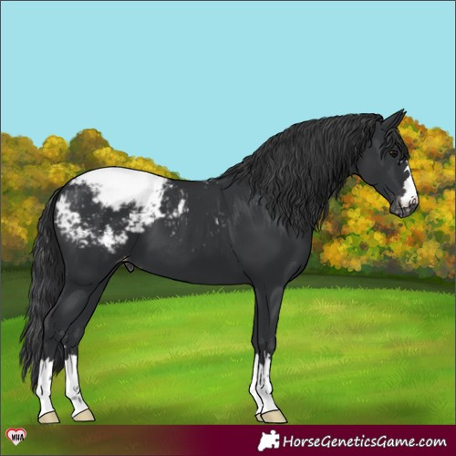 Horse Color:Black Appaloosa 
