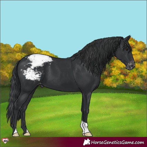 Horse Color:Black Appaloosa 