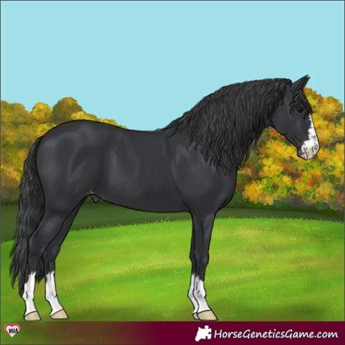 Horse Color:Black Varnish 