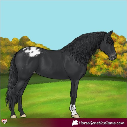 Horse Color:Black Appaloosa 