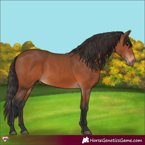 Horse Color:Bay 