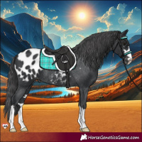 Horse Color:Black Appaloosa Rabicano 