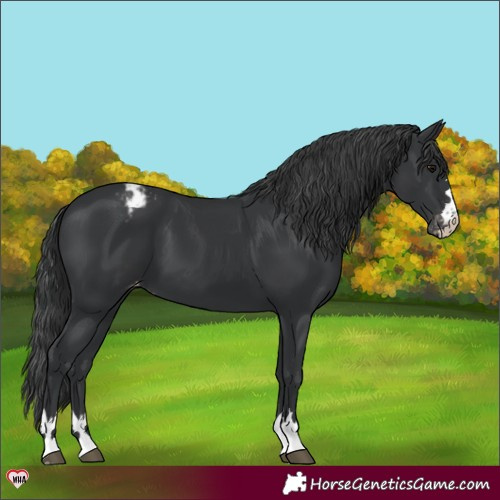 Horse Color:Black Appaloosa 