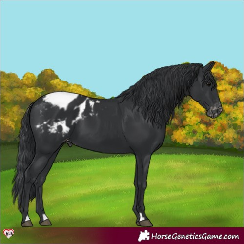 Horse Color:Black Blanket 