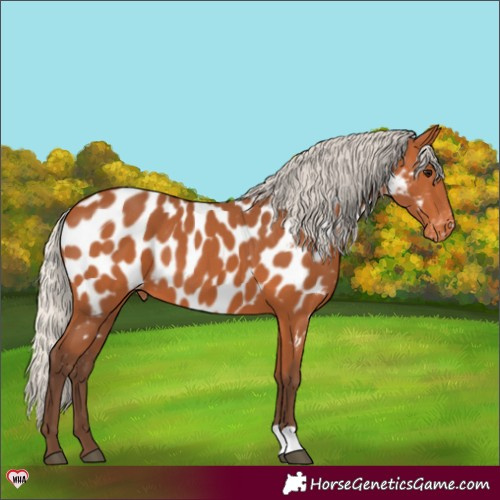Horse Color:Silver Bay Near Leopard 