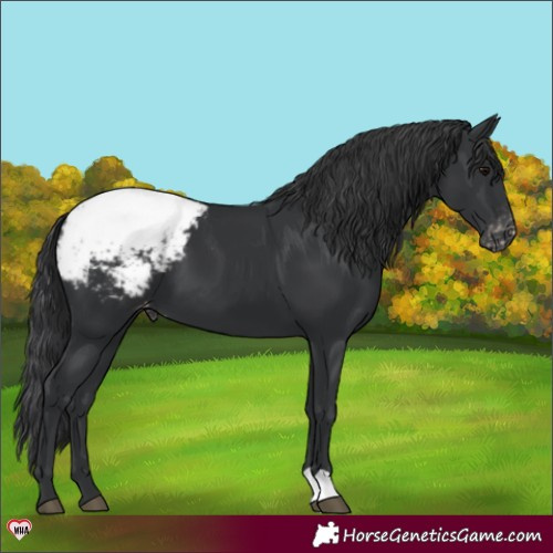 Horse Color:Black Appaloosa 