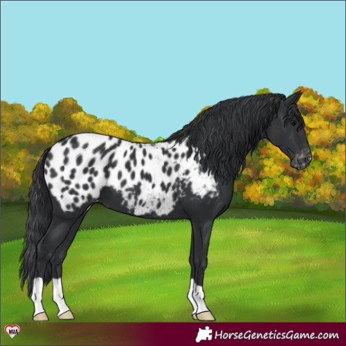 Horse Color:Black Appaloosa 